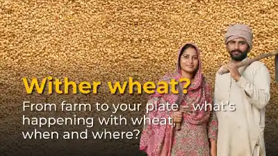 Wheat